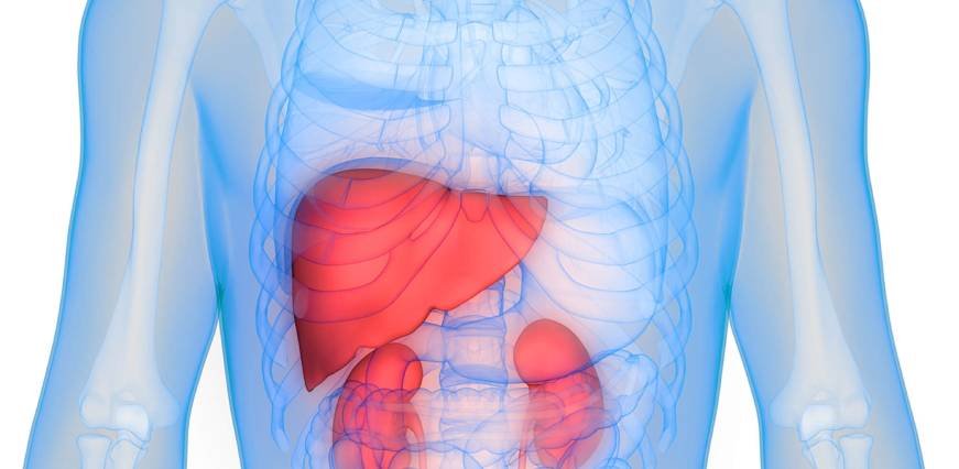 Liver & Kidney Function Test